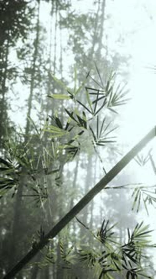 Tall Bamboo Plant Among Trees Vertical