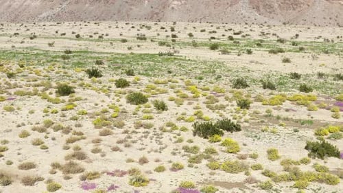 Stunning stock footage capturing the beauty of wildflowers and a palm farm.