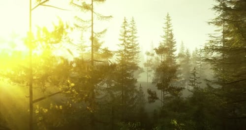 Paysage de forêt brumeuse baigné de soleil au petit matin