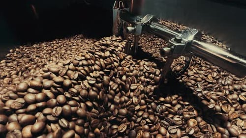 Coffee Roaster Stirring Brown Beans in Commercial Machine