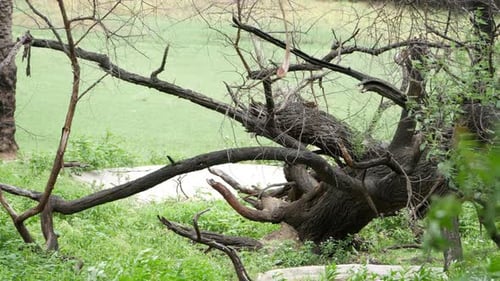 There is a leafless large tree with a prominent branch and another fallen tree nearby