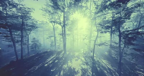 Sunlight Filtering Through Dense Trees in an Enchanted Forest at Dawn