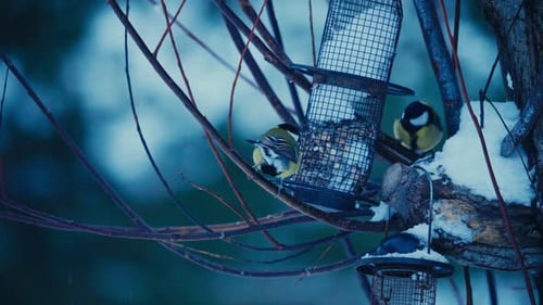 Blue Tit Getting Seeds On The Bird Feeder In The Tree. - static shot
