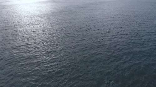 Flying over a flock of seabirds with Atlantic ocean in background