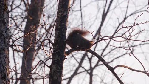 A small squirrel gnaws on buds in a tree. Backlit by the warm morning sun.
