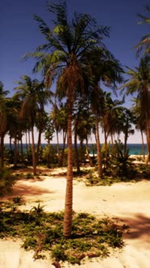 Sandy Beach With Palm Trees and Ocean