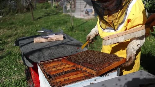 Beekeepers working with honey bees at a bee farm apiary, Central Italy