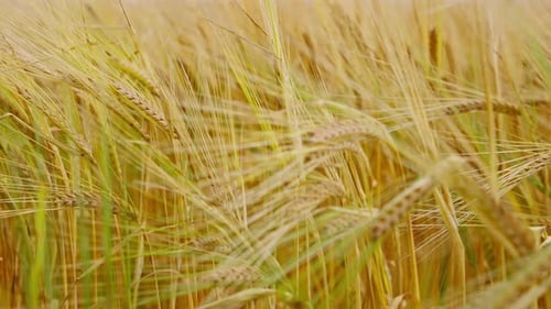 A field of golden wheat sways gently in the breeze. Warm glow over the ripe crops. Close-up details
