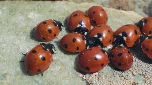 Many colorful ladybugs (Coccinellidae) on a rock. 4K. slow motion.3.