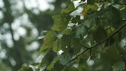 Closeup of Rain Over a Tree Wet Leaves of a Tree Branch with Rain