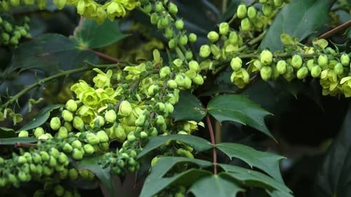 Mahonia-Strauch, der im Winter mit duftenden Blüten blüht