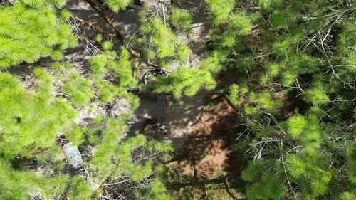 Aerial View of Campers in Verdant Forest
