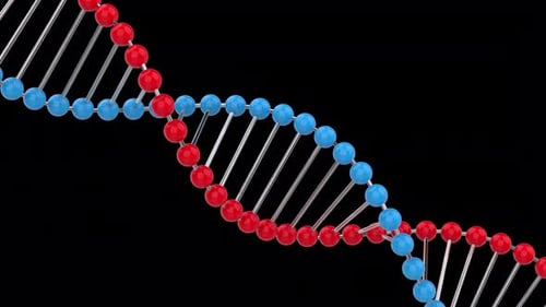 DNA 3d Model Animation