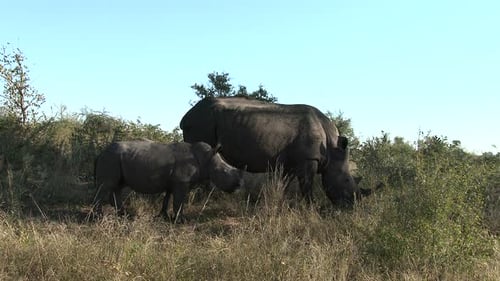 Rhinocéros blanc (Ceratotherium simum) femelle avec son veau au pâturage