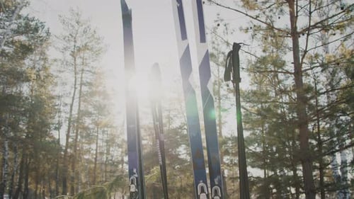 Cross-Country Skis and Poles in Snowy Forest on Sunny Winter Day