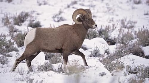 Bighorn Sheep Ram in the Wyoming wilderness walking through snow