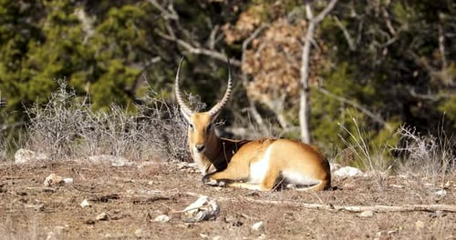 Red Lechwe Antelope Lying And Basking Under The Sun. - static