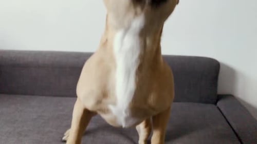 Slowmotion french bulldog face close up camera, is looking ahead, big eyes and big ears on a small d
