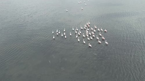 Flock of Flamingos