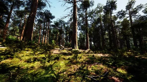 A Dense and Majestic Forest with Towering Trees