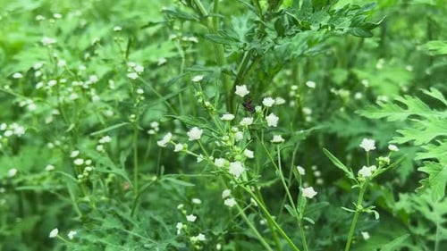 Bug Crawling on Tiny White Flowers in Meadow