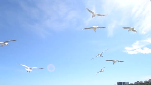 Seagulls Flying Against a Brilliant Blue Sky