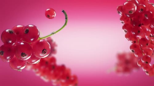 Fresh Red Currant Berries Rotating on Pink Background
