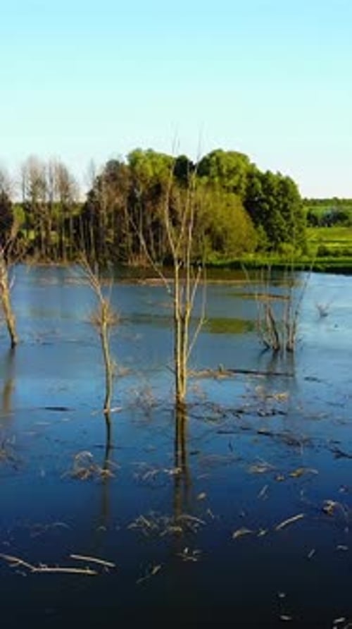 Trockene Zweige im See. Konzept der globalen Erwärmung: Toter Baum im Wasser