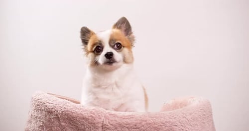 Chihuahua purebred dog detail on a neutral background with copy space