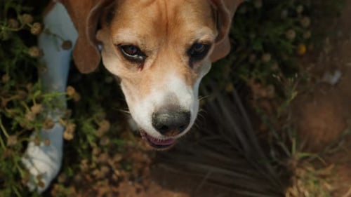 A Beagle Dog is Happily Walking on a Sunlit Nature Trail Exploring the Outdoors with a Leash