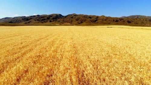 Wheat Field