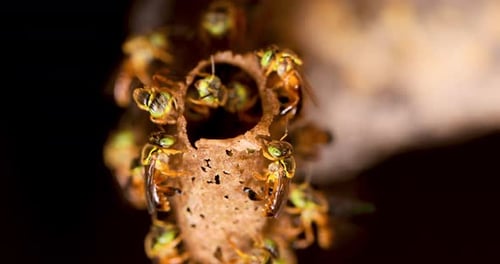 Active Bees Around Their Hive Entrance