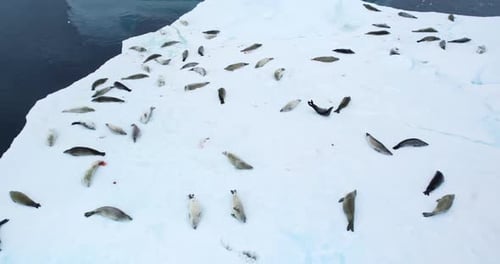 Leopard Seals Group Sleep Snow Covered Melting Ice