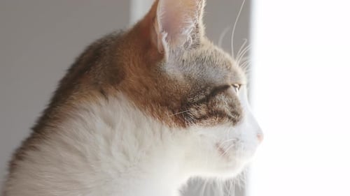 Porträt einer niedlichen Hauskatze, die sich in der Umgebung des Hauses umschaut.