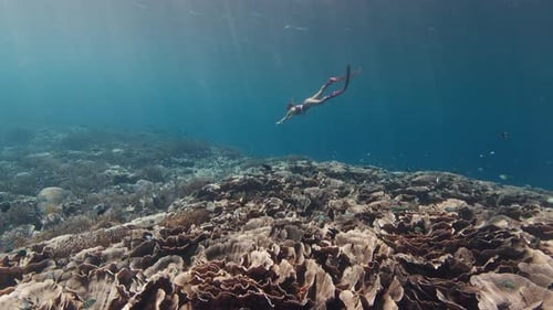Woman Freediver Swims Underwater in the Tropical Sea