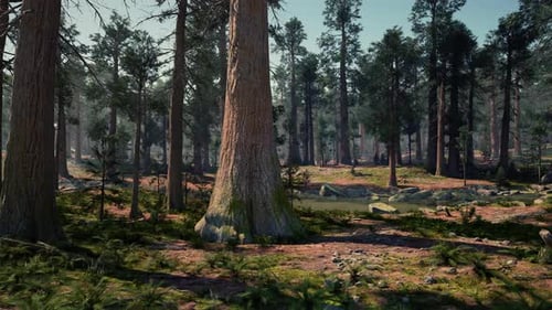 A Lush Forest with Towering Trees