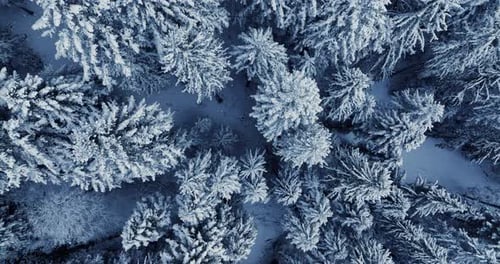 Cinematic Aerial View of Snow Covered Winter Forest Trees Landscape