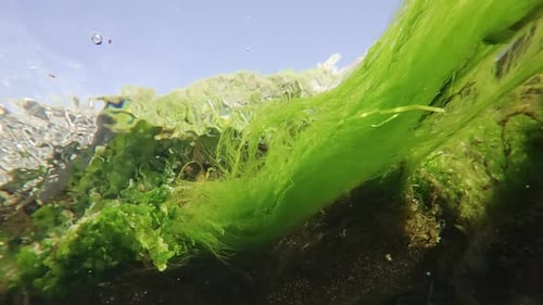 De longs filaments d'algues vertes Cladophora et d'algues de laitue de mer se sont développés dans le courant de l'eau