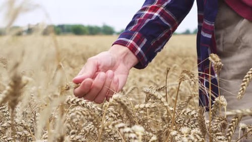 Agronomist woman's hand over wheat field holds spikelet of wheat and checks quality. Farmer checks