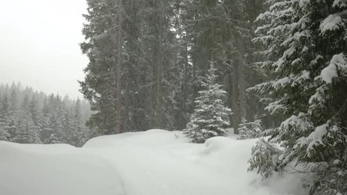 Tilt shot of a winter spruce forest with snowdrifts and falling snowflakes.