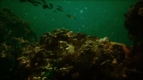 Sea or Ocean Underwater Coral Reef