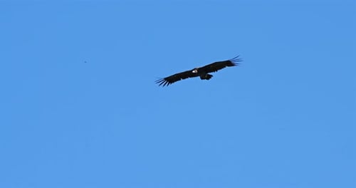 Cinereous vulture, flying over the Jonte Gorges, Lozere department, France