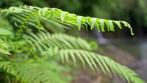 Fern Leaves on a Sunny Summer Day a Beautiful Waterfall in the Distance