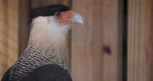 Nahaufnahme einer Caracara mit Haube, die vor Holzbrettern thront und scharfe Gesichtszüge zeigt und auffallend ist