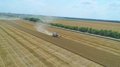 Aerial of Combine Working in the Field Harvesting Crops Gathering Season