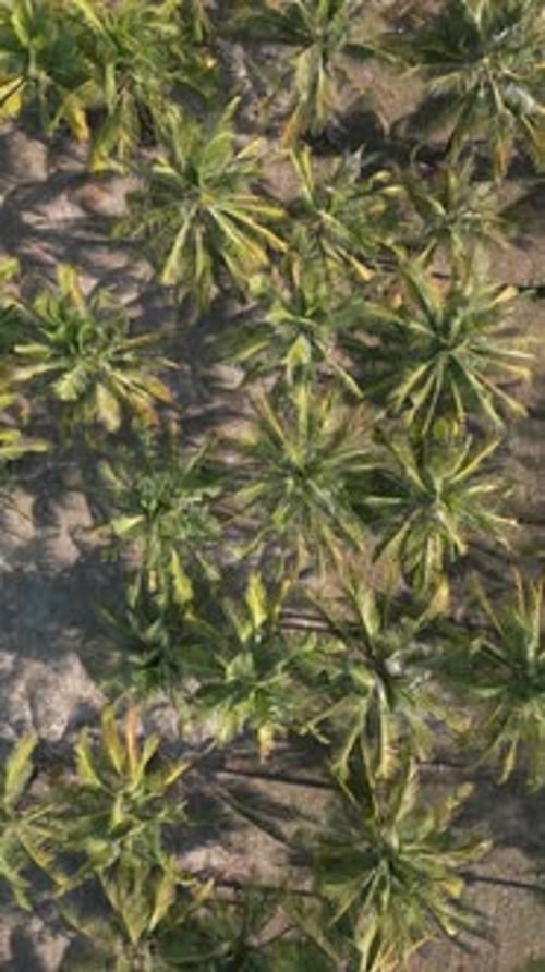 Top View of Tropical Palm Trees on a Coconut Plantation on a Sunny Day Thailand