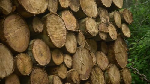 Pilas de madera, troncos se apilan sobre el fondo del bosque