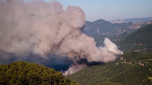 Waldbrand, brennende Bäume, Naturkatastrophe