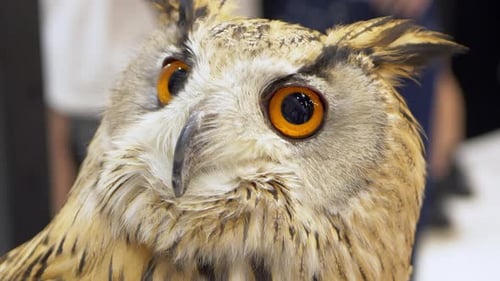 Close-up of an owl looking forward to the right and moving its head up to the left as it responds to
