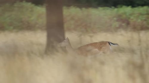 Wild Red Deer Running Through Beautiful Colourful Field with Tracking Shot, Slow Motion Wild Animal
